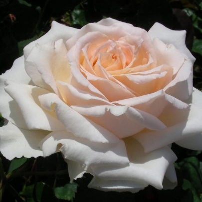 Rose Sweet Love